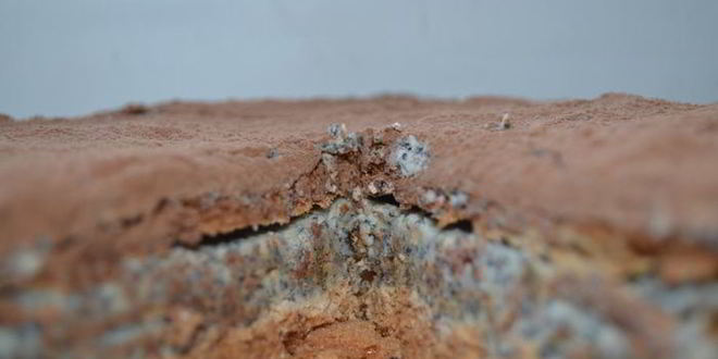 Рецепт торта-безе с маково-сливочным кремом