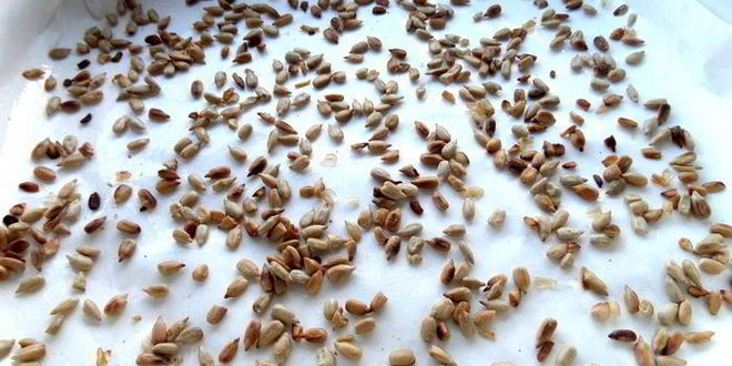 Рецепт домашней армянской халвы