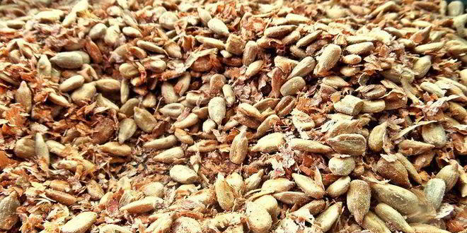 Рецепт халвы шоколадной с отрубями и семечками