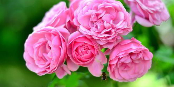 Рецепт творожного торта-мусса с ягодами в белом шоколаде