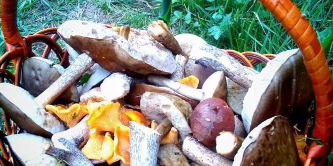 Рецепт жареной картошечки с лесными грибочками