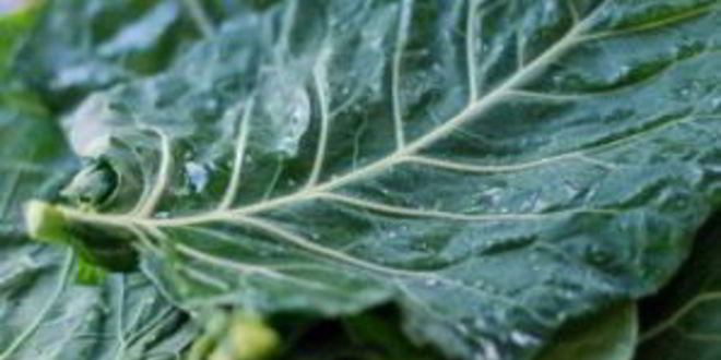 Рецепт постных голубцов с пшеном