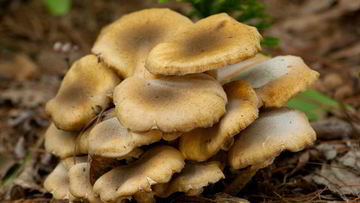 Рецепт Осенних опят тушенных в сметане