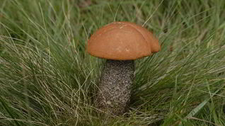 Рецепт Подосиновиков в духовке