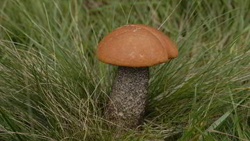 Рецепт Подосиновиков в духовке