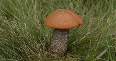 Рецепт Подосиновиков в духовке