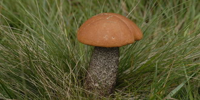 Рецепт Подосиновиков в духовке