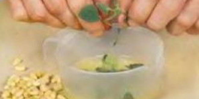 Рецепт шампиньонов с кедровыми орешками