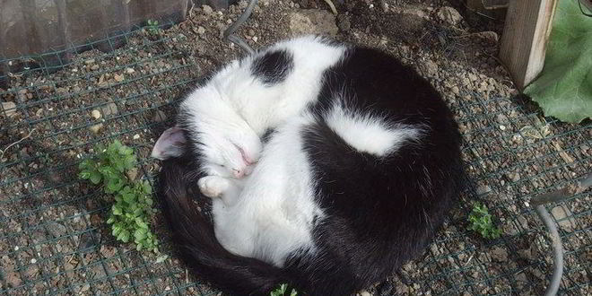 Рецепт гуляша с квашеной капустой