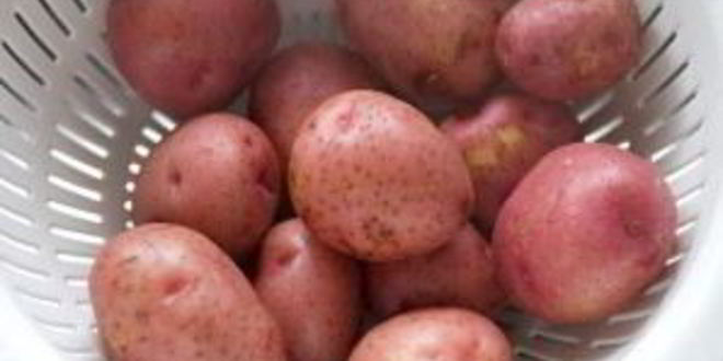 Рецепт запеченной в духовке картошка