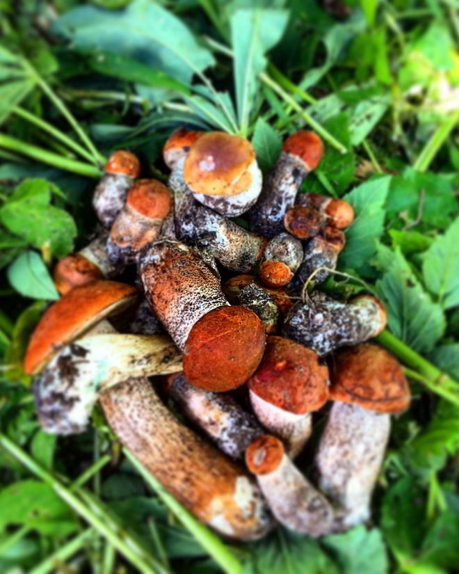 Рецепт ризотто из киноа с лесными грибами