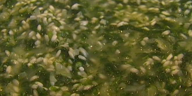 Рецепт ризотто с крапивой