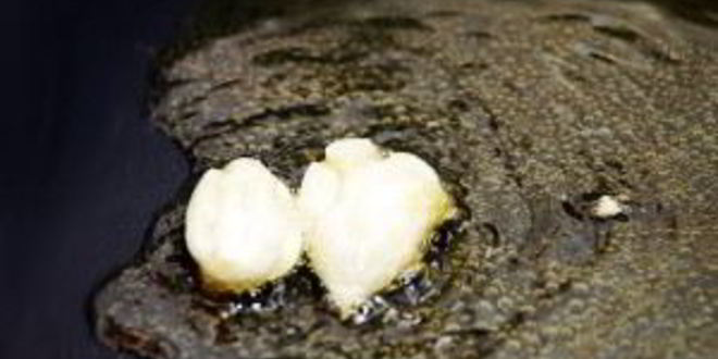 Рецепт ризотто с сыром