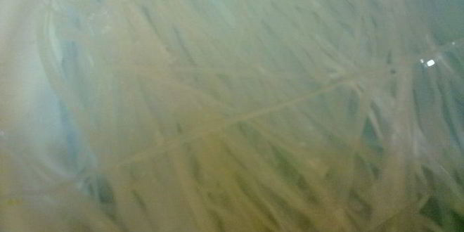 Рецепт фо-ха и креветки