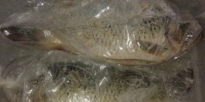 Рецепт карпа, запеченного в сметане