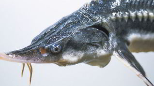 Рецепт Рыбы Севрюга с соевым соусом