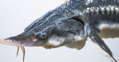 Рецепт Рыбы Севрюга с соевым соусом