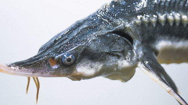 Рецепт рыбы севрюга с соевым соусом