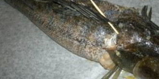 Рецепт судака, фаршированного креветками