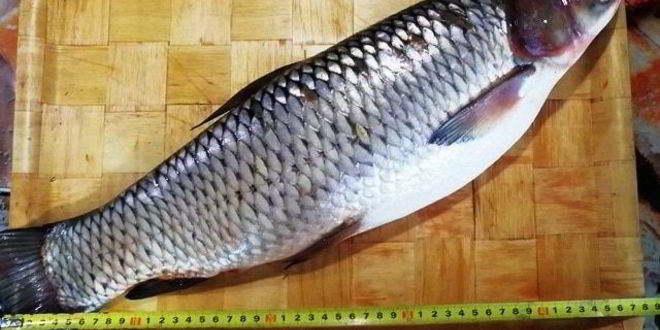 Рецепт запеченного белого амура с овощами