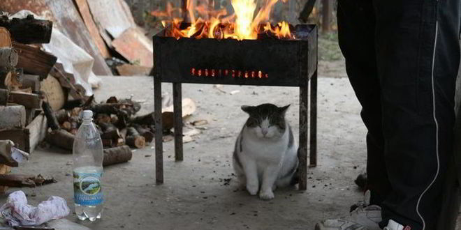 Рецепт шашлыка ответы на вопросы