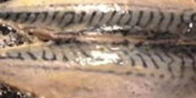 Рецепт шницеля со скумбрией