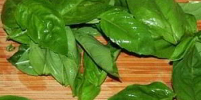 Рецепт томатных ньокков с базиликом и сметанным соусом