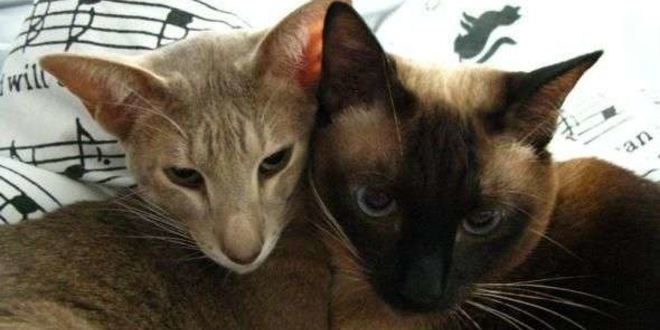 Рецепт овсянки