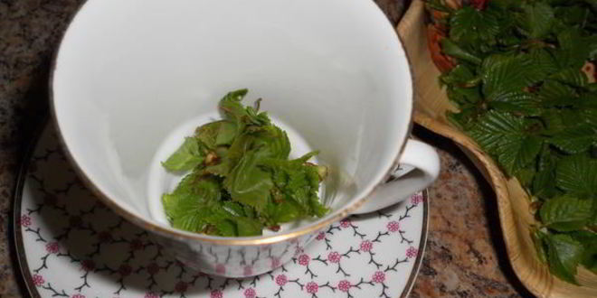 Рецепт чая с березовыми листочками