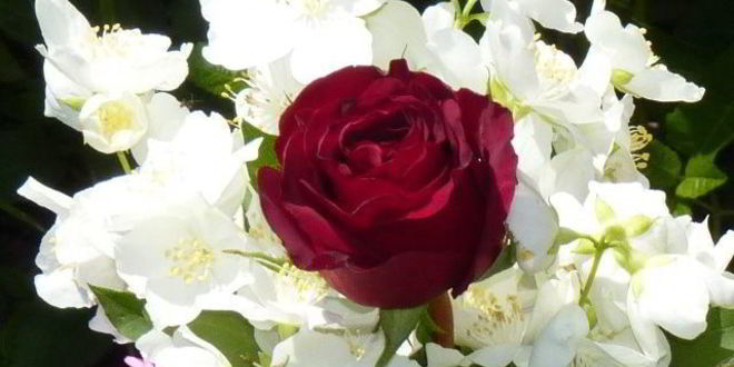 Рецепт летнего цветочного чая для подруг