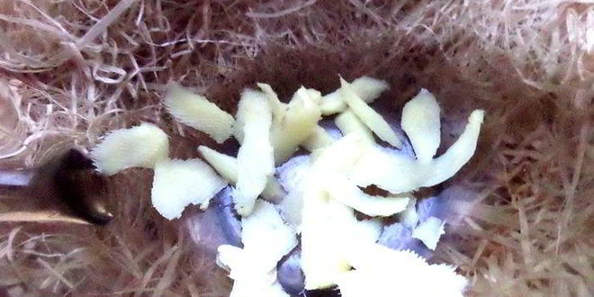 Рецепт согревающего чая со специями