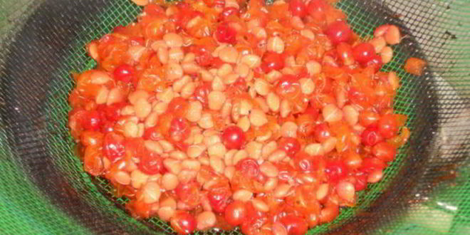 Рецепт киселя из калины