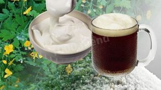 Рецепт Кваса из чистотела