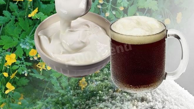 Рецепт кваса из чистотела