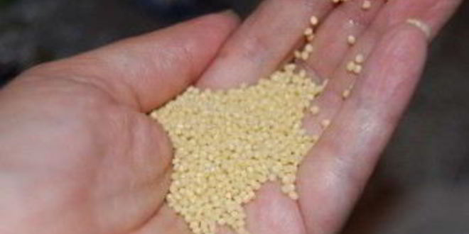 Рецепт кваса из хрена и меда