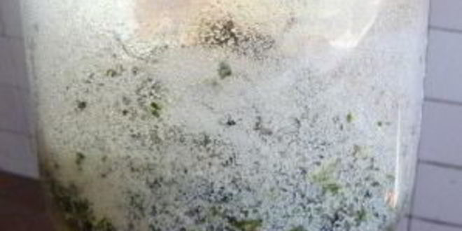 Рецепт кваса из виноградных листьев