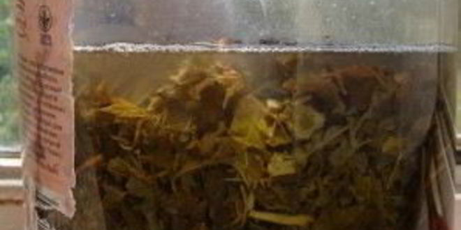 Рецепт кваса из виноградных листьев