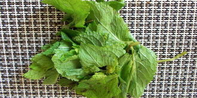 Рецепт лимонада дерзкая мята