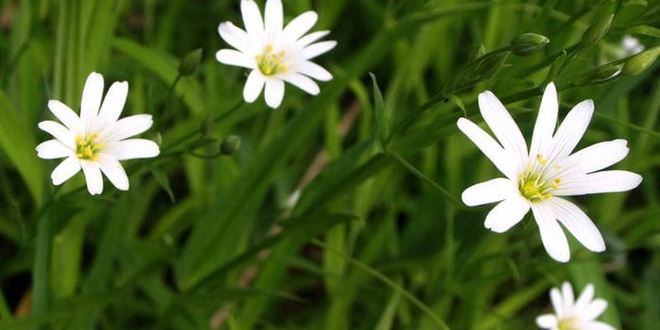 Рецепт мятного лимонада