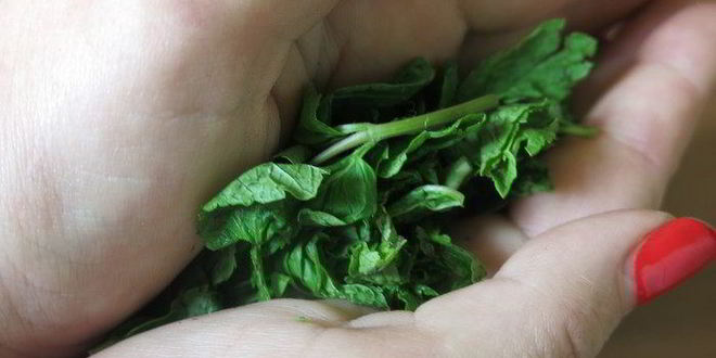 Рецепт мохито ежевичного