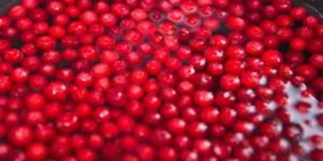 Рецепт брусничного морса с медом