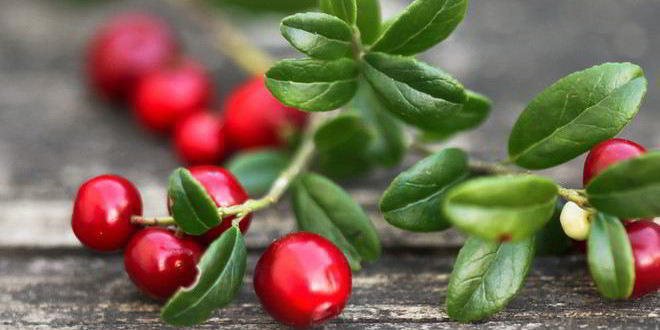 Рецепт Домашней наливки из брусники