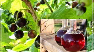 Рецепт Наливки черносмородиновой