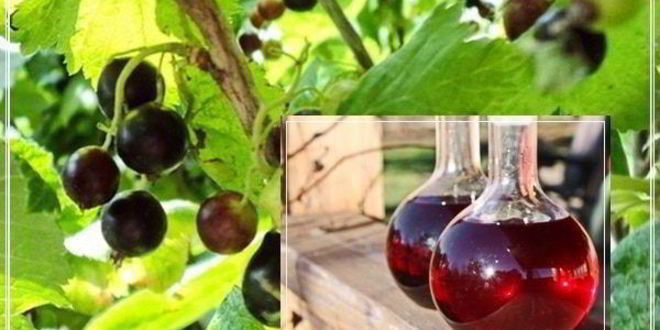 Рецепт Наливки черносмородиновой