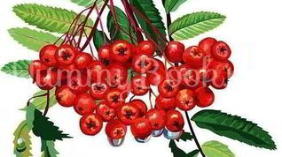 Рецепт Рябиновой наливки