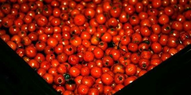 Рецепт рябиновой наливки