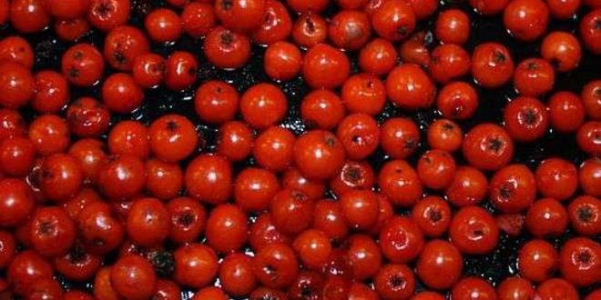 Рецепт рябиновой наливки