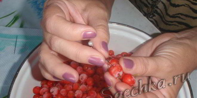 Рецепт настойки из рябины