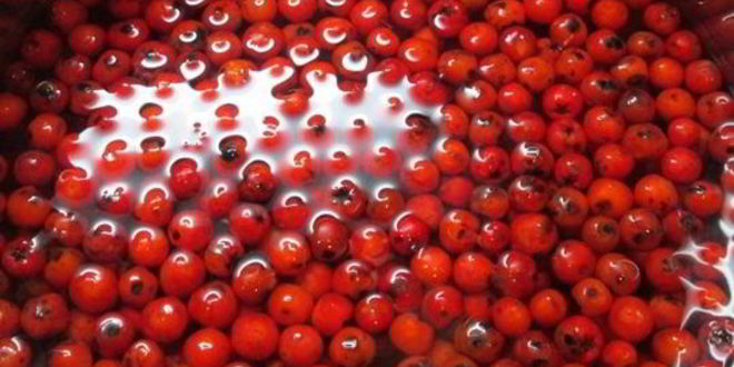 Рецепт настойки на рябине