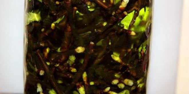 Рецепт настойки на смородиновых почках